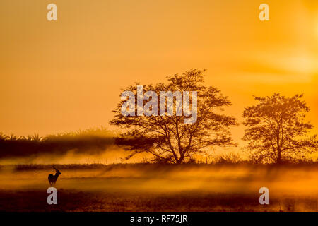 Busanga Plains ist einer der abgelegensten Gegenden des Kafue National Park, Sambia, sondern auch die schönste und die höchste Bestandsdichte Stockfoto