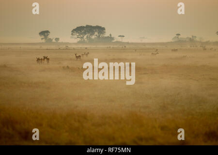 Busanga Plains ist einer der abgelegensten Gegenden des Kafue National Park, Sambia, sondern auch die schönste und die höchste Bestandsdichte Stockfoto