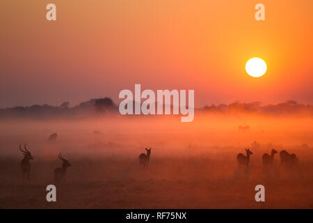 Busanga Plains ist einer der abgelegensten Gegenden des Kafue National Park, Sambia, sondern auch die schönste und die höchste Bestandsdichte Stockfoto