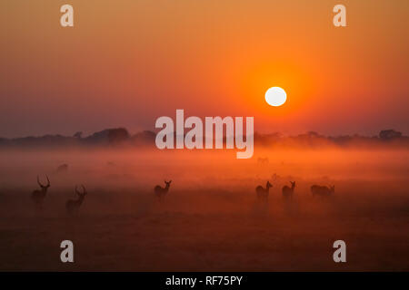 Busanga Plains ist einer der abgelegensten Gegenden des Kafue National Park, Sambia, sondern auch die schönste und die höchste Bestandsdichte Stockfoto