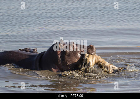 Nilpferde, Hippopotamus amphibius, Vegetarier sind, sondern sie gelegentlich Fleisch essen, Auswaschung von Schlachtkörpern, oder spielen mit toten Tieren. Stockfoto