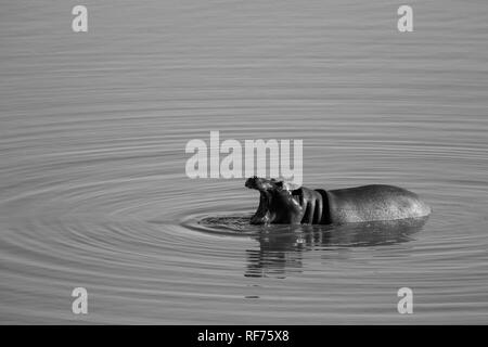 Junge nilpferde Sehr verspielt sind wie dieser gemeinsame Nilpferd, Hippopotamus amphibius, Ringe in einem Staudamm in Hwange National Park, Zimbabwe Stockfoto