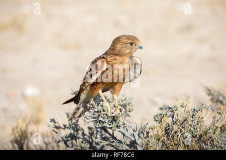 Mehr Turmfalken (Falco rupicoloides) Stockfoto