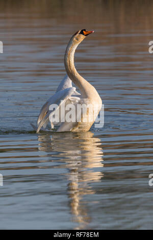 Eine natürliche Höckerschwan (Cygnus olor) zitternden Flügeln auf der Wasseroberfläche Stockfoto