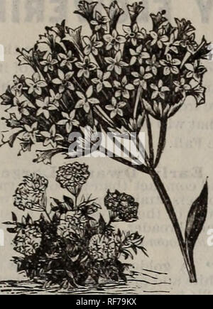 . Garten Jahresbericht 1901. Baumschulen New York (State) Kataloge Kataloge; Blumen; Pflanzen, Zierpflanzen Kataloge, Leuchtmittel (Pflanzen) Kataloge. Brachycome. (Swan River Daisy.) Ein sehr Zwerg und buschige Pflanze, alle Sommer mit einem pro-fusion von blauen und weißen Blumen, dass qxiite Cinerarias ähneln; feine Pot oder liMket Anlage.. 4c. Centranthus. Die Blüten der Centranthus, die weiß sind, Erröten und Rosy pink, sind klein und in großer Zahl auf der Grünen getragen, fast transparente Blätter und Stiele, und schöne Grenze Pflanzen machen und auch sehr gut für Sträuße. PKt. 4c. Stellen Sie sicher, dass Sie und unsere Colle gehören Stockfoto