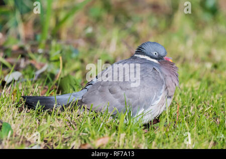 Seitenansicht eines Gemeinsamen Ringeltaube (Columba palumbus) auf dem Boden im Winter in West Sussex, England, UK. Stockfoto