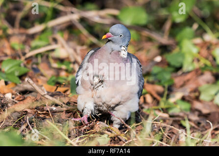 Common Wood Pigeon (Columba palumbus) auf dem Boden mit Blick nach vorne macht im Winter ein lustiges Gesicht in West Sussex, England, Großbritannien. Waldtaube. Stockfoto