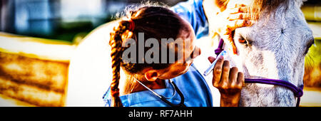 In der Nähe der weiblichen vet Prüfung Horse Eye Stockfoto