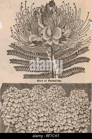 . Blumensamen: Neue und Wahl der besondere Verdienst, die wachsen. Baumschulen Minnesota Minneapolis Kataloge; Blumen Samen Kataloge, Leuchtmittel (Pflanzen) Kataloge. Nelke beständiger Balsam, Trotz. (Lady Slipper.) Die meisten, perfekt in der Form und in der grössten blühenden verdoppelt Balsam nicht entwickelt und durch sorgfältige Wachstum und Auswahl - ist ein Standard, der gefunden wird schwer zu verbessern, erreicht. Die Mischung, die wir anbieten, ist in fast gleichen Teilen von acht Farben komponiert. Rose, R6 se" weiß, gefleckt, Rosa, purpur, weiß, getönte Violett, Weiß getupft, Scarlet Weiß, getupft und Purpur; jeder in sein Stockfoto