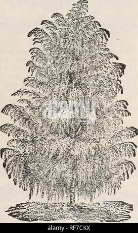 . Frühjahr 1900. Baumschulen Ohio Painesville Kataloge; Gemüse Samen Kataloge Kataloge; Lampen; Blumen (Pflanzen) Kataloge; Pflanzen, Zierpflanzen Kataloge; Obstbäume Sämlinge Kataloge; Obst Kataloge. Buche, lila-LEAVED. Buche, Purple-Leaved. Ist ein Eleganter, mittelgroßer Baum für den Rasen; das Laub im Frühjahr ist ein Deep Purple, später ändern, Crimson, und im Herbst eine stumpfe, Violett, Grün. 35 C. Buche, Amerikanische. Eine feine heimischen Baum; Glatt, Hellgrau, Rinde, schön glänzendes Laub. 25C.. Birke, CUT-LEAVED. Birke. Cut-Leaved Weinen. Einer der elegantesten aller Weinen oder pendulou Stockfoto