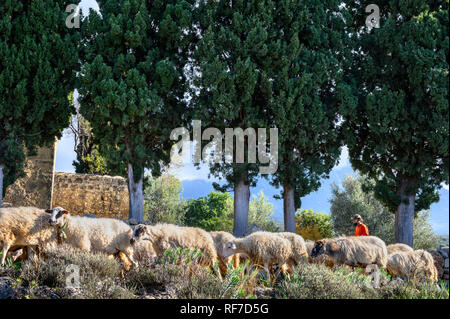 Ein Schäfer mit seiner Herde über Kardamyli in der äußeren Mani, Peloponnes, Griechenland Stockfoto