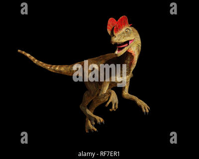 Dilophosaurus, theropode Saurier aus der frühen Kreidezeit (3D-Darstellung auf schwarzem Hintergrund isoliert) Stockfoto