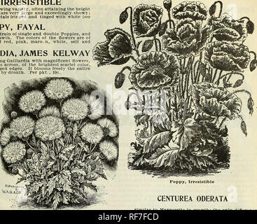 . Feder Katalog: 1900. Baumschulen (Gartenbau) Missouri Saint Louis Kataloge, Leuchtmittel (Pflanzen) Kataloge Kataloge; Blumen; Gemüse Samen Kataloge; Pflanzen, Zierpflanzen, Stauden Kataloge Kataloge; Obst Kataloge. Blumen Samen NEUHEITEN POPPY, unwiderstehliche Dies ist eine sehr stark wachsende Sorte, oft das Erreichen der Höhe von 4 bis 5 Fuß. Die Blüten sind sehr groß und sehr auffälligen, Farbe, ein helles Rosa, mit Blütenblättern gesäumten und gefärbt mit weißem (siehe Schnitt). Pro Pck., 10c. Mohn, FAYAL Dies ist eine sehr schöne Belastung der Einzel- und Doppelzimmer, Mohn, und der ein ausserordentlich starkes Wachstum. Die Farbe Stockfoto