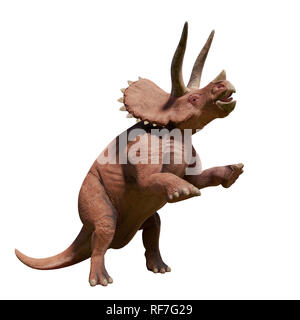 Triceratops horridus, Triceratops Dinosaurier der späten Kreidezeit in Aktion (3D-Illustration, auf weißem Hintergrund) Stockfoto