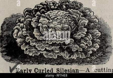 . E. Annabil &Amp; Co. Saatgut jährliche: Saison 1902. Baumschulen Kansas Kataloge; Gemüse; Blumen Samen Kataloge Kataloge Samen; Pflanzen, Zierpflanzen Kataloge; landwirtschaftliche Arbeitsgeräte Kataloge. Saatgut AIV N UAL SALAT alle Salate verwendet wird, ist der einfache Kultur, "fast von allen Krankheiten und Insekten frei. Wenn es lagen reichen, keine &gt;t Boden, und reinigen Sie den Anbau. Dadurch wird das schnelle Wachstum auf w elche hängt sein Aussehen, seine Zartheit und Geschmack. Für Frühjahr verwenden. Samen säen - Bett im September oder Oktober, und durch den Winter mit der kalten Schützen-Frames, oder im Süden mit Le Stockfoto