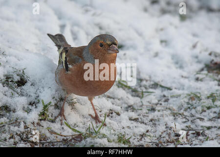 Nahaufnahme, Porträt einer männlichen Buchfink stehend auf schneebedeckte Gras auf der Suche nach Essen Stockfoto