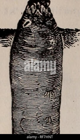 . E. Annabil &Amp; Co. Saatgut jährliche: Saison 1902. Baumschulen Kansas Kataloge; Gemüse; Blumen Samen Kataloge Kataloge Samen; Pflanzen, Zierpflanzen Kataloge; landwirtschaftliche Arbeitsgeräte Kataloge. E. ANNABIL &Amp; CO. Zuckerrüben Zuckerrüben werden nicht als schwere Yielders als Mangels, sondern sind eine hervorragende Qualität, die eine große Menge von sac-charine Angelegenheit. Tausende von Hektar sind mit Zuckerrüben in Europa für die Herstellung von Zucker gepflanzt. Sie sind ex-Cellent für Kühe füttern, wunderbar die Verbesserung der Quantität und auch die Qualität der Milch. I^'s Lane verbesserte Imperial - Ein Amerikanischer var Stockfoto