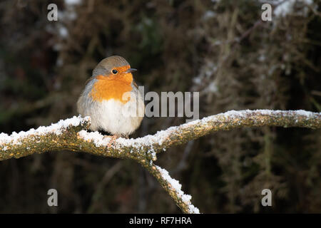 Ein rotkehlchen Erithacus rubecula thront auf einem schneebedeckten Zweig in einem Holz mit einer natürlichen Kulisse und kopieren Raum Stockfoto