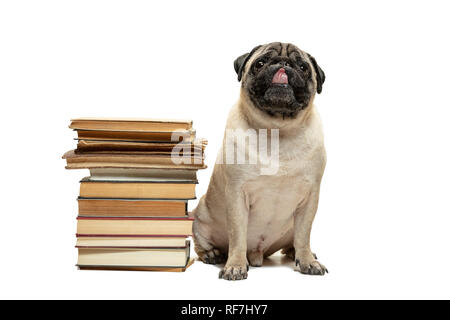 Die smart intelligent Mops Welpe Hund sitzen zwischen den Stapeln von Büchern auf weißem Hintergrund Stockfoto