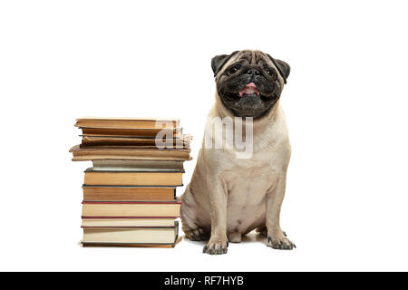 Die smart intelligent Mops Welpe Hund sitzen zwischen den Stapeln von Büchern auf weißem Hintergrund Stockfoto