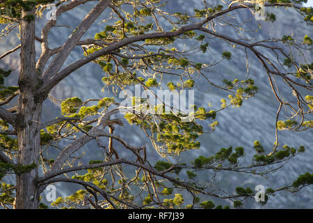 Das mulanje Zeder, Widdringtonia whytei, ist der Nationalbaum von Malawi ist aber kritisch gefährdet aufgrund seiner kleinen Lebensraum auf einem einzigen Berg, Stockfoto