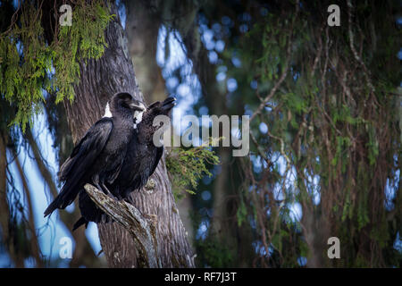 Weiß-necked Ravens, Corvus albicollis, auf dem Mount Mulanje, Malawi, Heimat vieler endemischer Arten und Arten, die afromontane Archipel beschränkt. Stockfoto