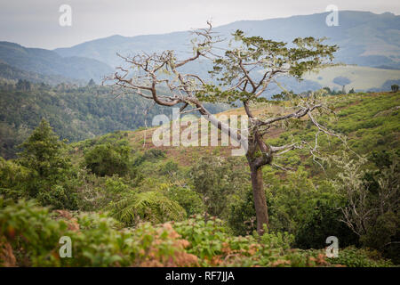 Das mulanje Zeder, Widdringtonia whytei, ist der Nationalbaum von Malawi ist aber kritisch gefährdet aufgrund seiner kleinen Lebensraum auf einem einzigen Berg, Stockfoto