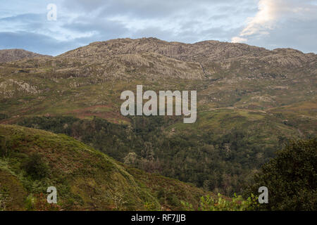 Das mulanje Zeder, Widdringtonia whytei, ist der Nationalbaum von Malawi ist aber kritisch gefährdet aufgrund seiner kleinen Lebensraum auf einem einzigen Berg, Stockfoto