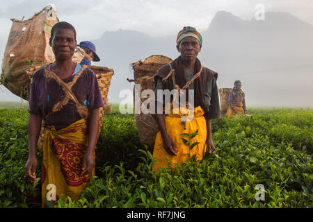 Kaffee picker Arbeitnehmer posieren für ein Portrait Auf einen Kaffee Immobilien am Fuße des Mount Mulanje Massiv, im südlichen Bezirk, Malawi. Kaffee ist ein zentrales Cash crop. Stockfoto