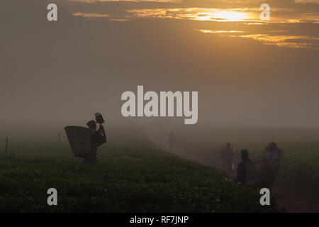 Kaffee picker Arbeitnehmer posieren für ein Portrait Auf einen Kaffee Immobilien am Fuße des Mount Mulanje Massiv, im südlichen Bezirk, Malawi. Kaffee ist ein zentrales Cash crop. Stockfoto