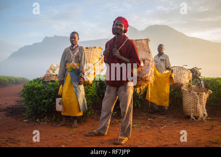 Kaffee picker Arbeitnehmer posieren für ein Portrait Auf einen Kaffee Immobilien am Fuße des Mount Mulanje Massiv, im südlichen Bezirk, Malawi. Kaffee ist ein zentrales Cash crop. Stockfoto