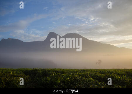 Mount Mulanje Massif, der höchste Berg in Süd- Afrika, Malawi, macht eine atemberaubende Kulisse für die Teeplantagen auf Base. Stockfoto