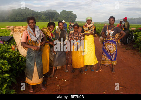 Kaffee picker Arbeitnehmer posieren für ein Portrait Auf einen Kaffee Immobilien am Fuße des Mount Mulanje Massiv, im südlichen Bezirk, Malawi. Kaffee ist ein zentrales Cash crop. Stockfoto