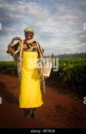 Eine Tee- picker Arbeiter stellt für ein Portrait Auf einen Kaffee Immobilien am Fuße des Mount Mulanje Massiv, im südlichen Bezirk, Malawi. Kaffee ist ein zentrales Cash crop. Stockfoto