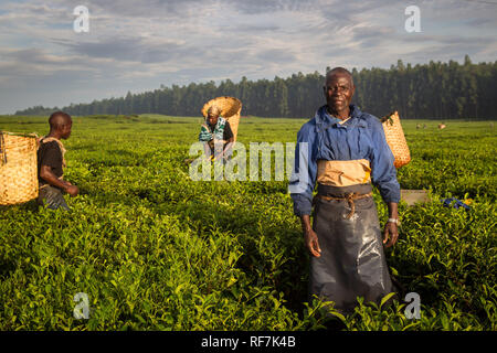 Kaffee picker Arbeitnehmer posieren für ein Portrait Auf einen Kaffee Immobilien am Fuße des Mount Mulanje Massiv, im südlichen Bezirk, Malawi. Kaffee ist ein zentrales Cash crop. Stockfoto