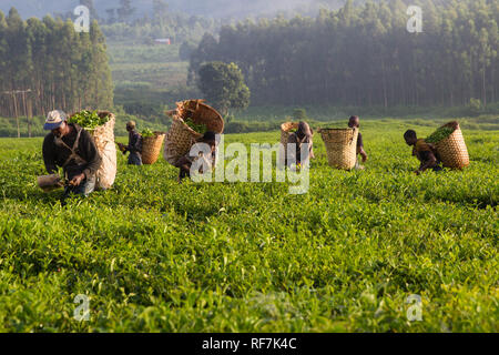 Kaffee picker Arbeitnehmer posieren für ein Portrait Auf einen Kaffee Immobilien am Fuße des Mount Mulanje Massiv, im südlichen Bezirk, Malawi. Kaffee ist ein zentrales Cash crop. Stockfoto