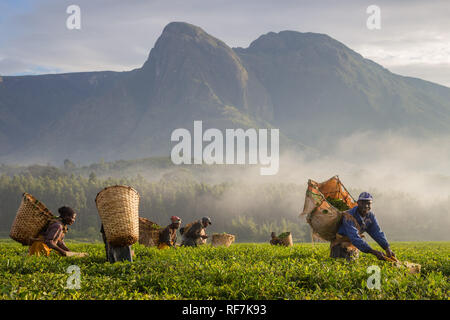 Kaffee picker Arbeitnehmer posieren für ein Portrait Auf einen Kaffee Immobilien am Fuße des Mount Mulanje Massiv, im südlichen Bezirk, Malawi. Kaffee ist ein zentrales Cash crop. Stockfoto