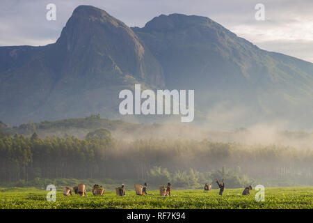 Kaffee picker Arbeitnehmer posieren für ein Portrait Auf einen Kaffee Immobilien am Fuße des Mount Mulanje Massiv, im südlichen Bezirk, Malawi. Kaffee ist ein zentrales Cash crop. Stockfoto