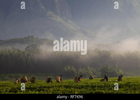 Kaffee picker Arbeitnehmer posieren für ein Portrait Auf einen Kaffee Immobilien am Fuße des Mount Mulanje Massiv, im südlichen Bezirk, Malawi. Kaffee ist ein zentrales Cash crop. Stockfoto