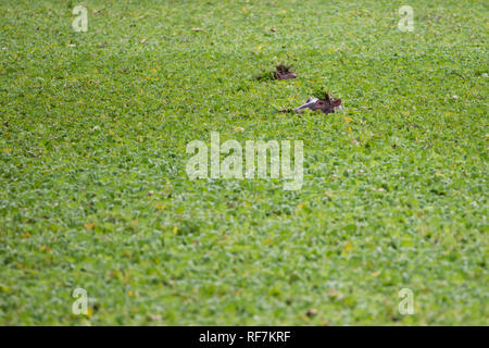 Nils Kohl Vegetation wächst völlig über einige der Schwimmbäder in South Luangwa National Park, Sambia, fast obscurring der ansässigen Flusspferde. Stockfoto