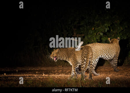 South Luangwa National Park, Sambia gehört zu den beliebtesten Zielen des Landes für Safaris und ist super für Leopard ansehen. Stockfoto