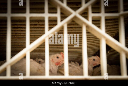 Verängstigte junge masthähnchen in überfüllten live Transportkiste während des Transports zu schlachten. British Columbia, Kanada. Stockfoto