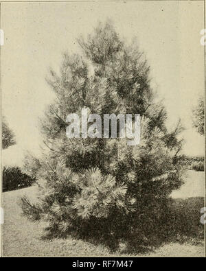 . Beschreibender Katalog der dekorative Bäume, Sträucher, Kletterpflanzen, Evergreens, winterharte Pflanzen und Früchte. Baumschulen, Pennsylvania, Kataloge; Baumschulen (Gartenbau), Pennsylvania, Kataloge, Bäume, Sämlinge, Kataloge, Ziersträucher, Kataloge, Blumen, Kataloge; Pflanzen, Zierpflanzen, Kataloge; Obst, Kataloge. EVERGREENS 63 PinuS BankSiana. (40 bis 50 ft.) eine schnell wachsende, einheimische Arten, selten in den Anbau. Die Blätter sind klein, und der Baum ist für die sehr kleine Kegel trägt es zur Kenntnis genommen. 6 bis 7 ft. Trans 2 $ 00 pro "Cembra. Stein oder Zirbe. (6 bis 8 ft.) "Wo ein Zwerg Kiefer von Konischen gr Stockfoto