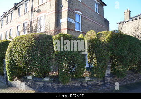 Hecken schneiden in der Form von Elefanten in Feld Absicherung im Norden von London N4 UK Stockfoto