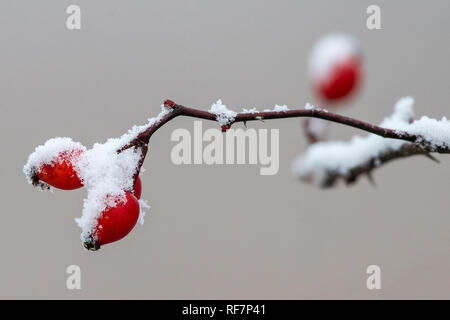 Heckenrose (Rosa Canina), Schnee und Frost - überdachte Hagebutten im Winter, Baden-Württemberg, Deutschland Stockfoto