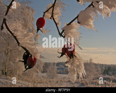 Heckenrose (Rosa Canina), Schnee und Frost - überdachte Hagebutten im Winter, Baden-Württemberg, Deutschland Stockfoto