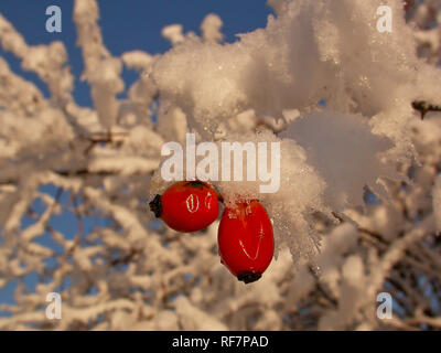 Heckenrose (Rosa Canina), Schnee und Frost - überdachte Hagebutten im Winter, Baden-Württemberg, Deutschland Stockfoto