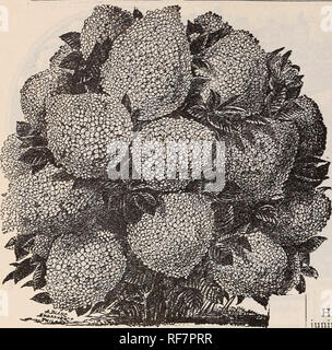 . Frühjahr 1900. Baumschulen Ohio Painesville Kataloge; Gemüse Samen Kataloge Kataloge; Lampen; Blumen (Pflanzen) Kataloge; Pflanzen, Zierpflanzen Kataloge; Obstbäume Sämlinge Kataloge; Obst Kataloge. 130 DIE STORRS &Amp; Harrison amazon.de Katalog.. HYDRANGEA. oder für einzelne Pflanzen auf dem kleinsten Rasen. Üppig Blüht von Juli bis zum Frost, in riesigen weißen Blütenrispen, getönt, mit rosa und braun in die voll ausgereifte Blume. Die Pflanze sollte in jedem Frühjahr zurück geschnitten werden, voll und ganz die Hälfte des Wachstums der vergangenen Saison, als die Blumen sind viel feiner, wenn die Anlage auf diese Weise behandelt wird. Die Blumen Stockfoto