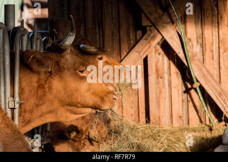 Glanrinder im Fressgitter Stockfoto