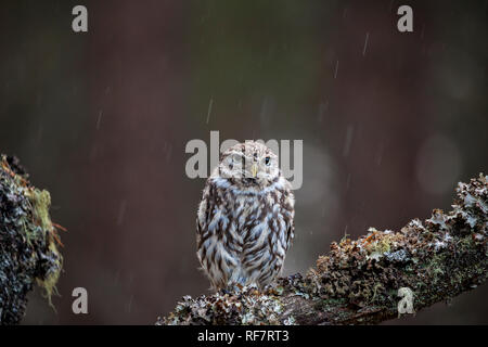 Kleine Eule im Baum des Regen gehockt Stockfoto
